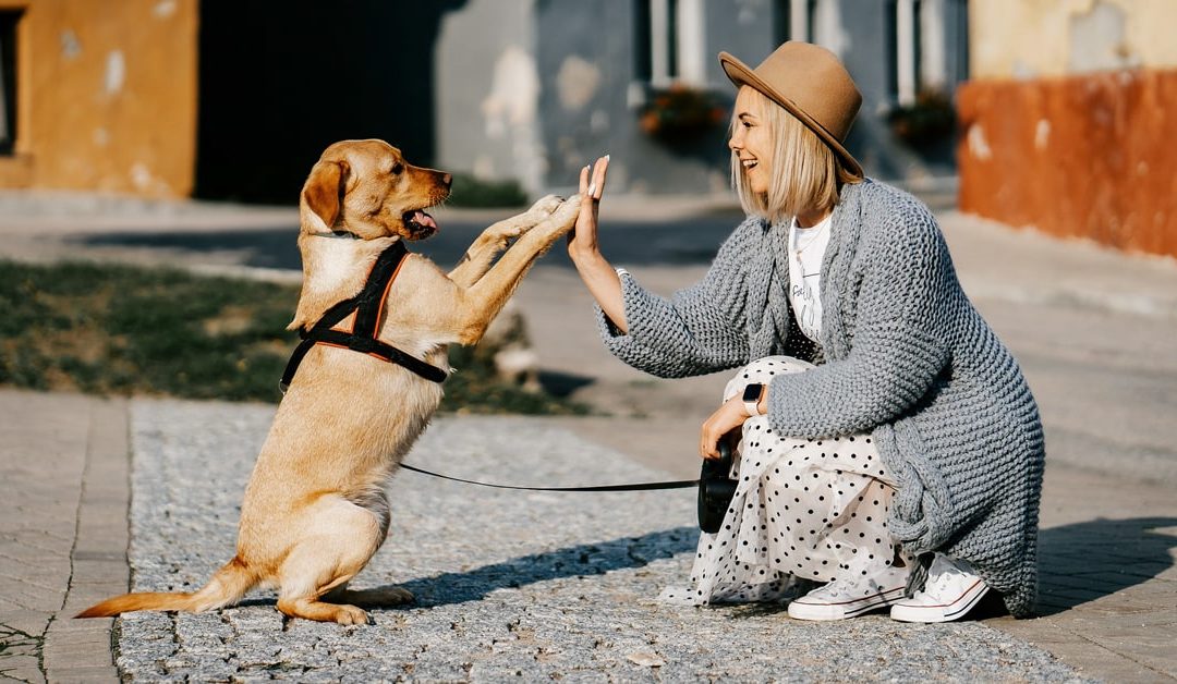 Soutenir la cause animale : L’engagement de Dolce Véto