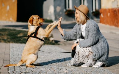 Soutenir la cause animale : L’engagement de Dolce Véto